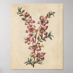 Impressão de Flor de Amêndoa Botânica Vintage