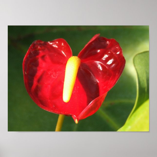 Impressão de Flor de Anthurium (Frente)