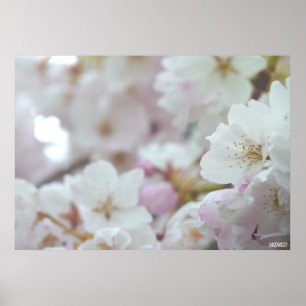 Impressão de Flor de Cerejeira em Branco Poster