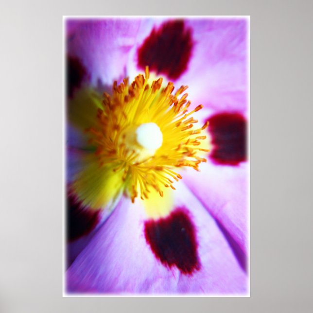 Impressão de flor de Cistus (Frente)