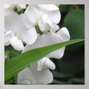 Impressão de Flor de Ervilha doce