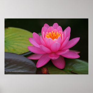Impressão de Flor de Lotus Rosa