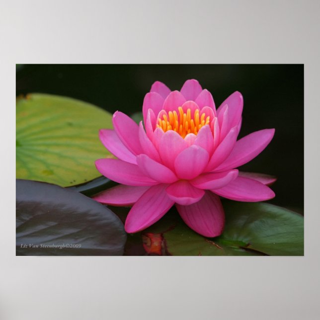 Impressão de Flor de Lotus Rosa (Frente)