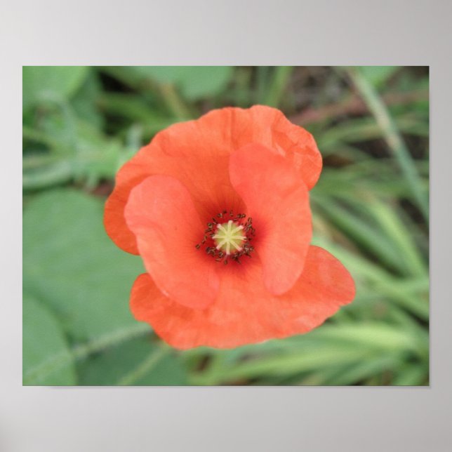 Impressão de Flor de Papoula Selvagem (Frente)