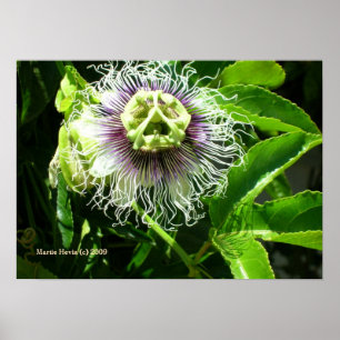 Impressão de Flor Monster - Selecione seu Quadro