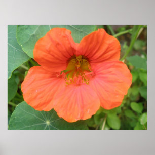 Impressão de Flor Nasturtium Laranja