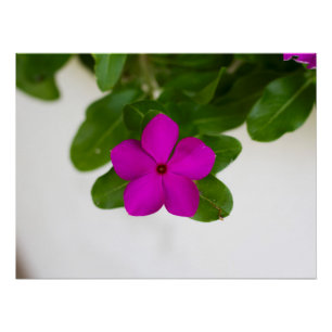 Impressão de Flor Pergueiro-Rosa-Cinza Madagáscar