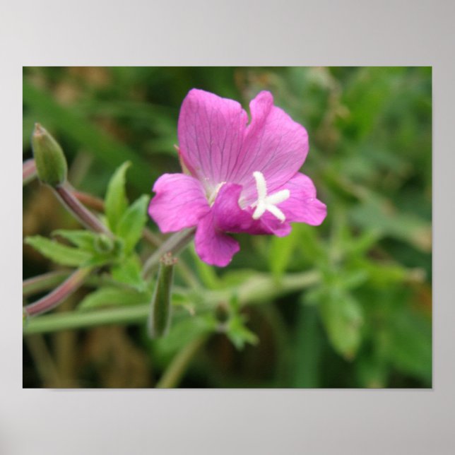 Impressão de Flor Silvestre Red Campion (Frente)