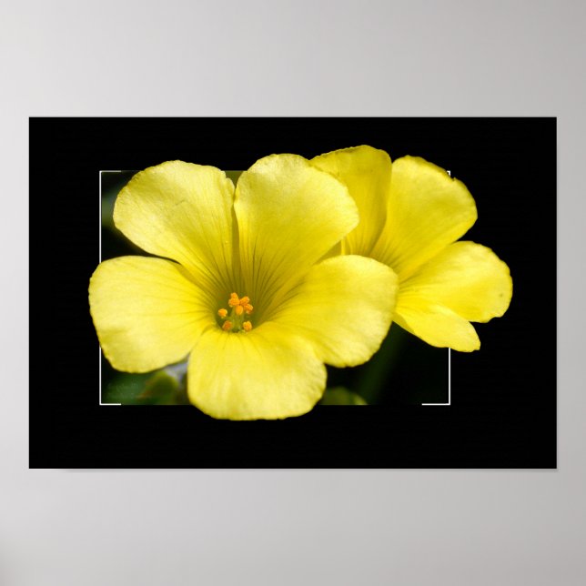 impressão de flores amarelas (Frente)