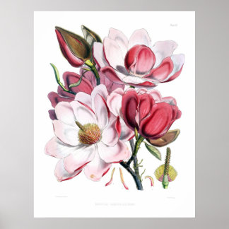 Impressão de Flores de Magolia Rosa