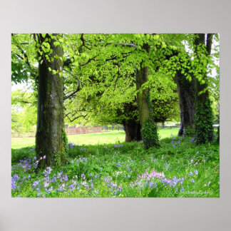 Impressão de Floresta Bluebell primavera