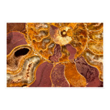 Impressão de Fóssil de Ammonite Close-Up Arte Mari