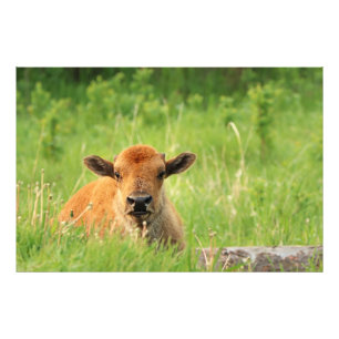 Impressão de Foto Bison Calf