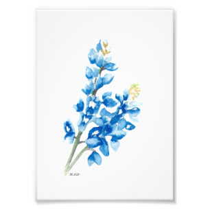 impressão de foto Bluebonnet 4