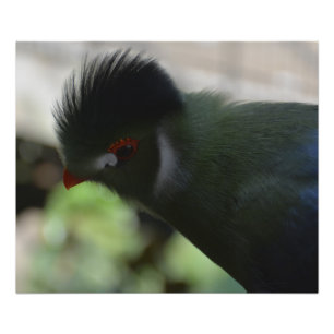 IMPRESSÃO DE FOTO DA GUINÉ TURACO