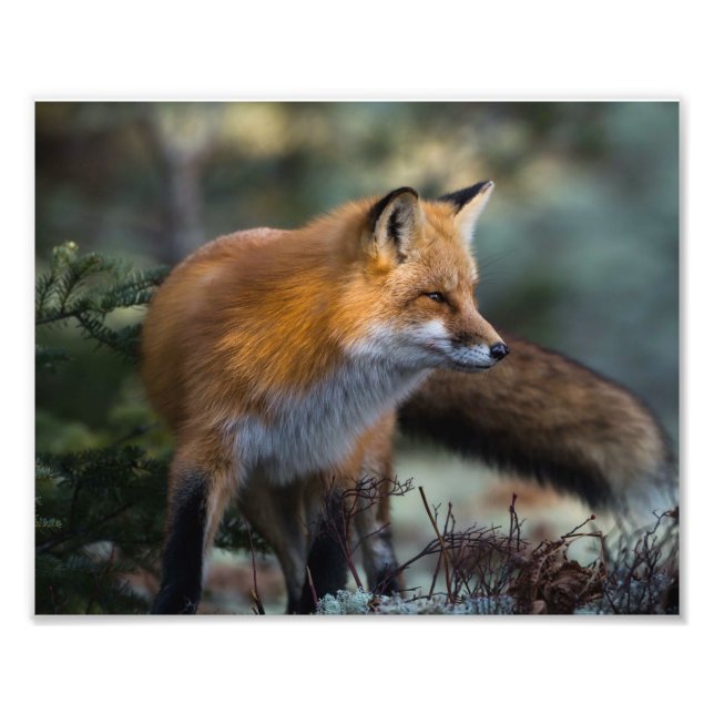 Impressão de Foto da Raposa Vermelha (Frente)