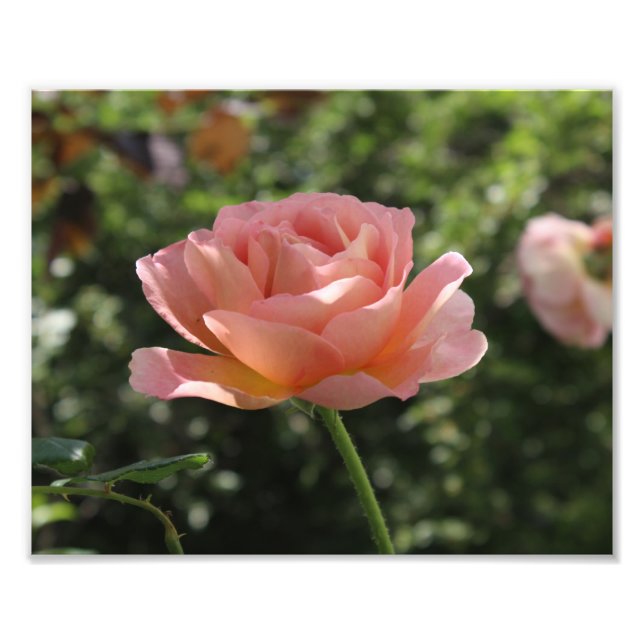 Impressão de Foto da Rosa Abraham Darby (Frente)