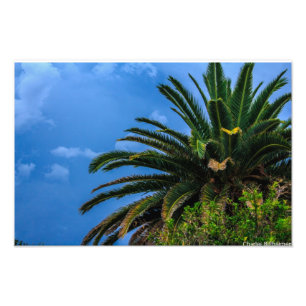 Impressão de Foto de Árvore Palm