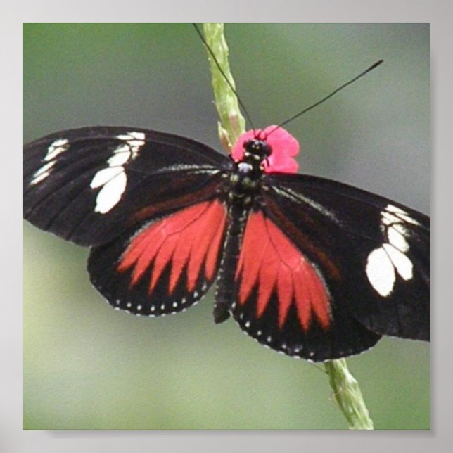 Impressão de Foto de Borboleta (Frente)