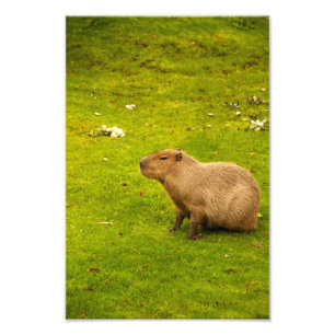 Impressão de foto de capivara