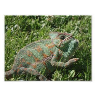 Impressão de Foto de Chameleon Agressivo