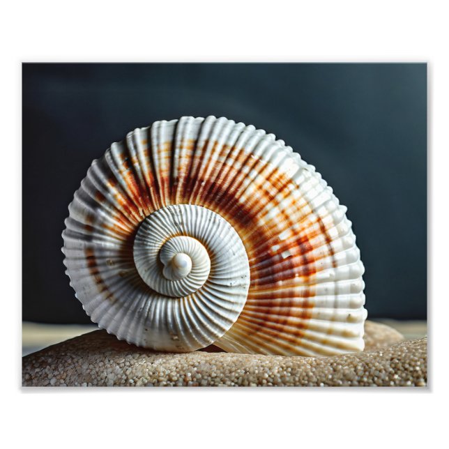 Impressão de Foto de Concha do Mar (Frente)