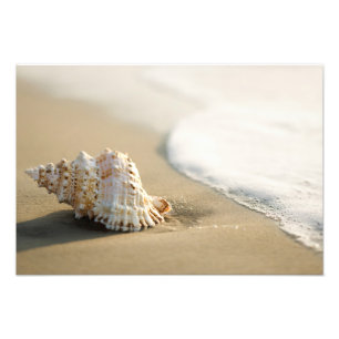 Impressão de Foto de Concha na Praia