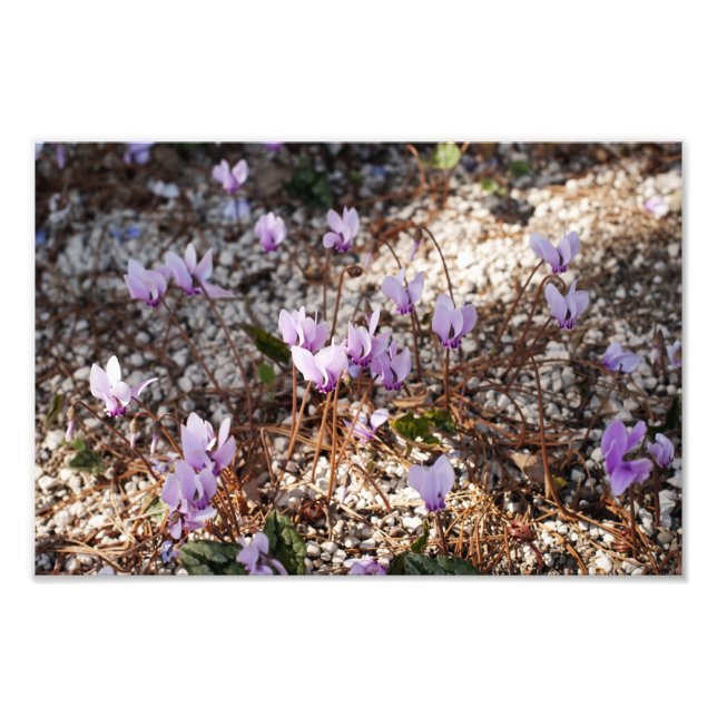 Impressão de Foto de Cyclamen (Frente)