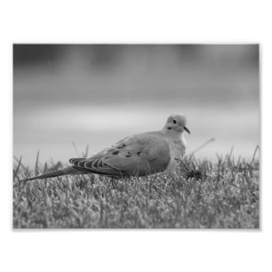 impressão de foto de Dove Bird