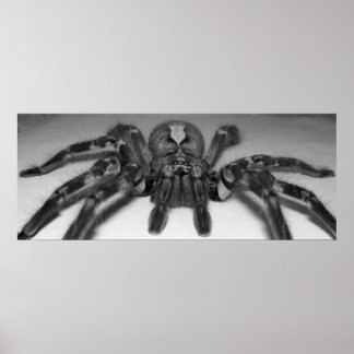 Impressão de foto de Fasciata por Randomo