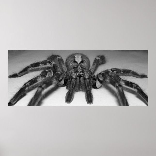 Impressão de foto de Fasciata por Randomo (Frente)