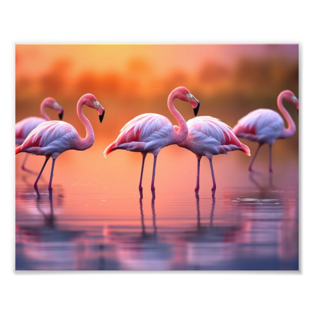Impressão de Foto de Flamingos (Frente)