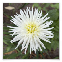Impressão de Foto de Flor Botânica de Dália de Cac