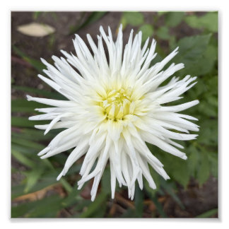 Impressão de Foto de Flor Botânica de Dália de Cac