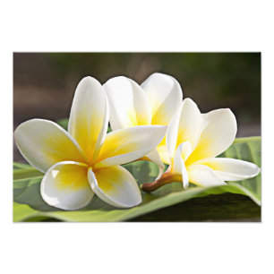 Impressão de Foto de Flores de Plumeria