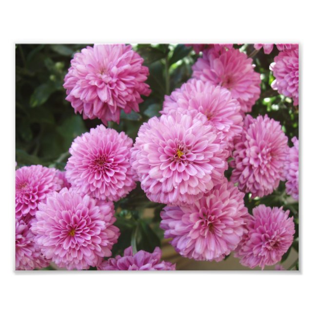 Impressão de Foto de Flores Lindas (Frente)