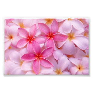 Impressão de Foto de Flores Tropicais de Plumeria