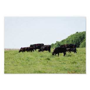 Impressão de foto de gado Black Angus