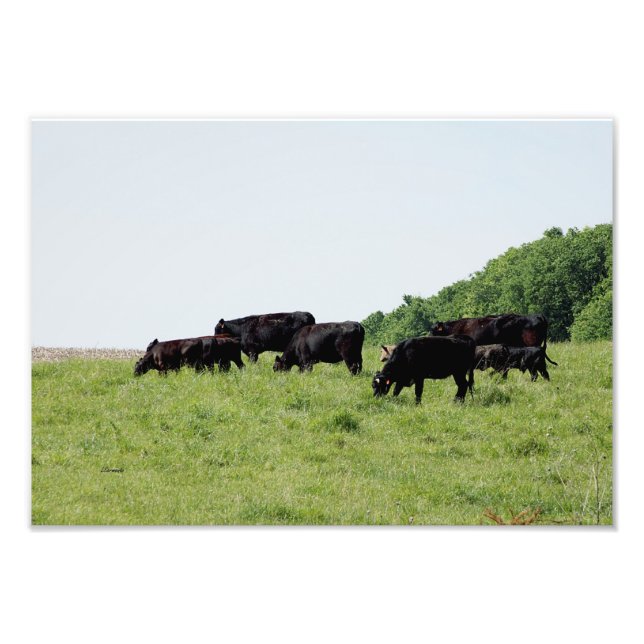 Impressão de foto de gado Black Angus (Frente)
