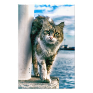 Impressão de Foto de Gato Bonito