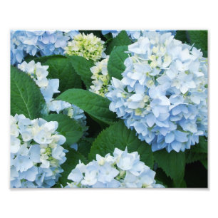 Impressão de Foto de Hortênsias