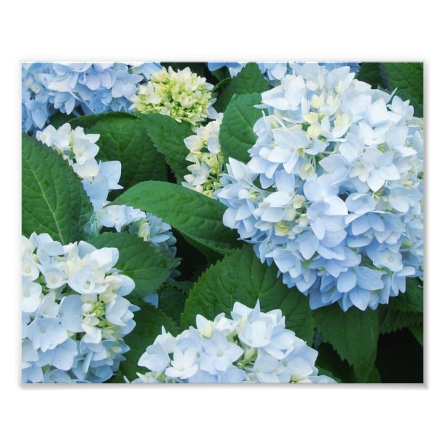 Impressão de Foto de Hortênsias (Frente)