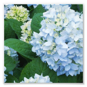 Impressão de Foto de Hortênsias