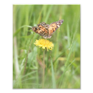 Impressão de Foto de Lady Butterfly Pintada Americ
