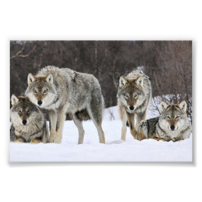 Impressão de Foto de Lobos Selvagens (Frente)