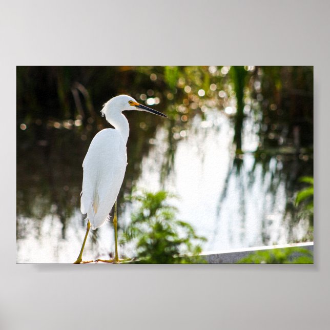 Impressão de Foto de Pássaro Snowy Egret (Frente)