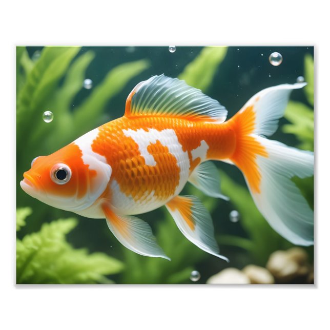 Impressão de Foto de Peixe Dourado (Frente)