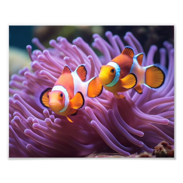 Impressão de Foto de Peixe Palhaço (Frente)