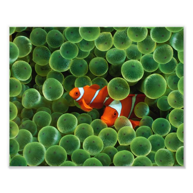 Impressão de Foto de Peixe Palhaço (Frente)