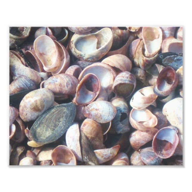 Impressão de Foto de Seashell (Frente)